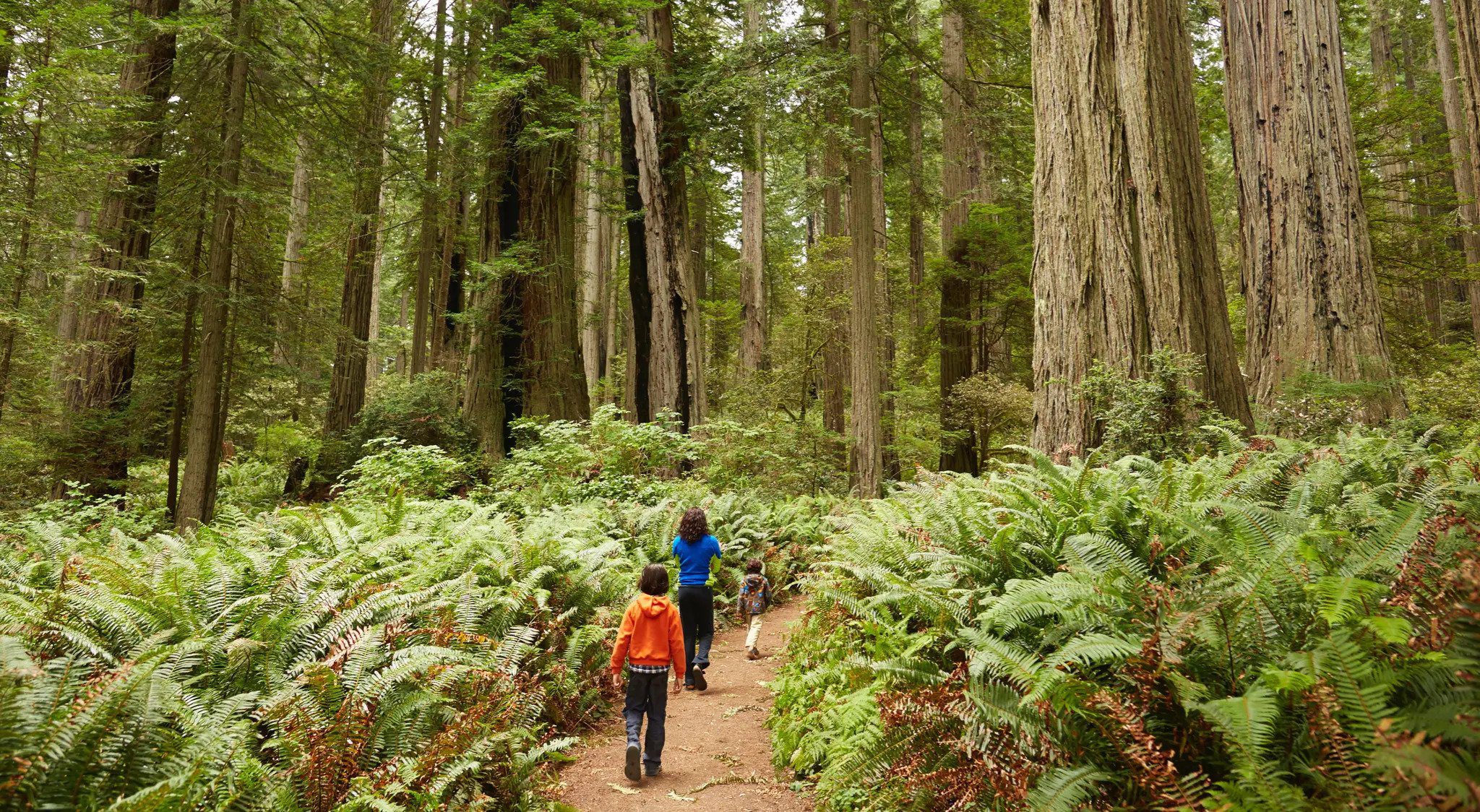 Hikers walking in forest