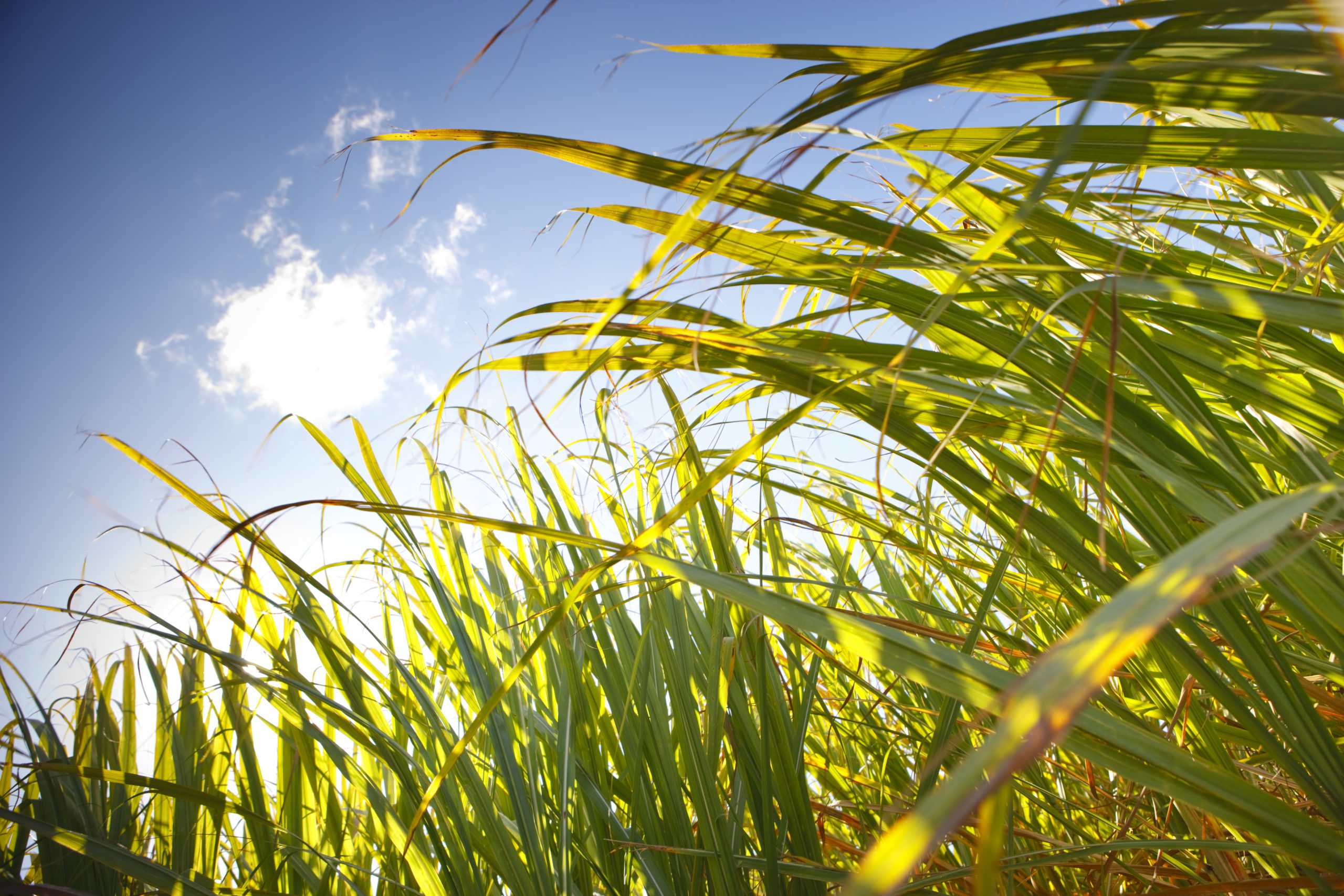 Sugarcane