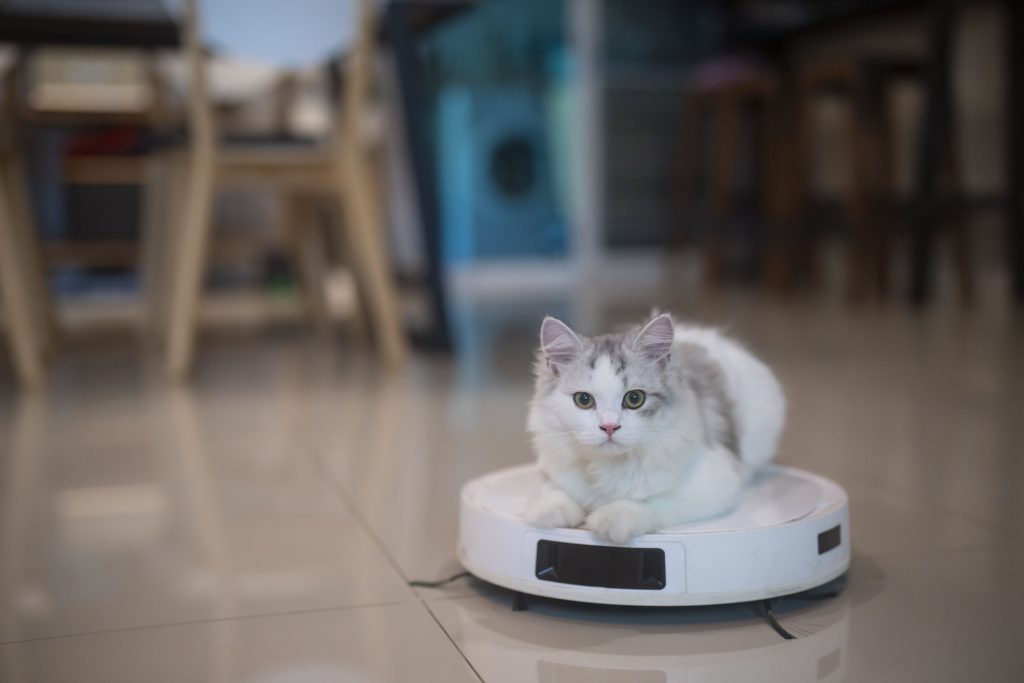 A curious cat playing with a moving robotic vacuum cleaner on the floor