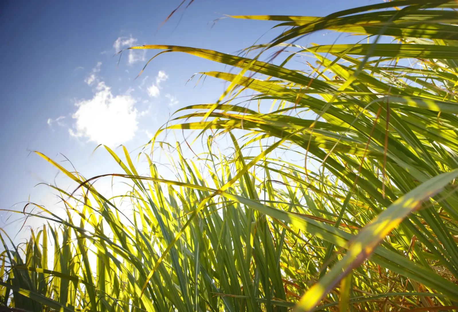 Close up of tall grass, highlighting the need for bio based plastic