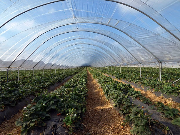 A long polytonal filled with strawberry plants