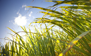 Sugarcane
